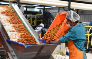 Gobierno destaca recuperación del tomate rojo en el sur del estado