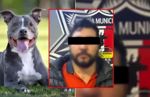 Atacó con cuchillo al pitbull de su amigo durante reunión en Nogales