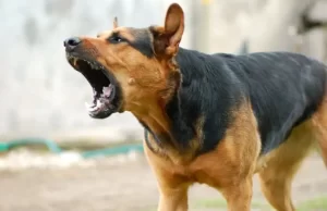 Perro de su vecina hiere con una mordida a niña de 4 años en Nogales