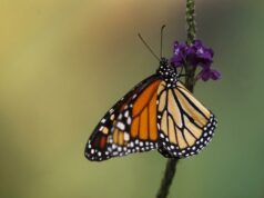 Mariposa monarca ocupa 64% más de superficie de bosque en México en temporada 2025-2026