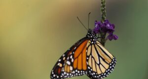 Mariposa monarca ocupa 64% más de superficie de bosque en México en temporada 2025-2026