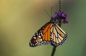 Mariposa monarca ocupa 64% más de superficie de bosque en México en temporada 2025-2026